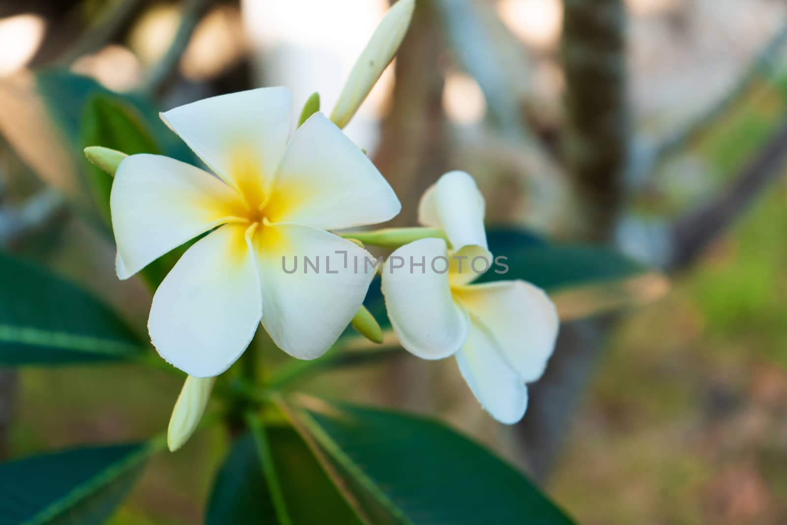 Blooming white frangipani flower in a tropical garden.