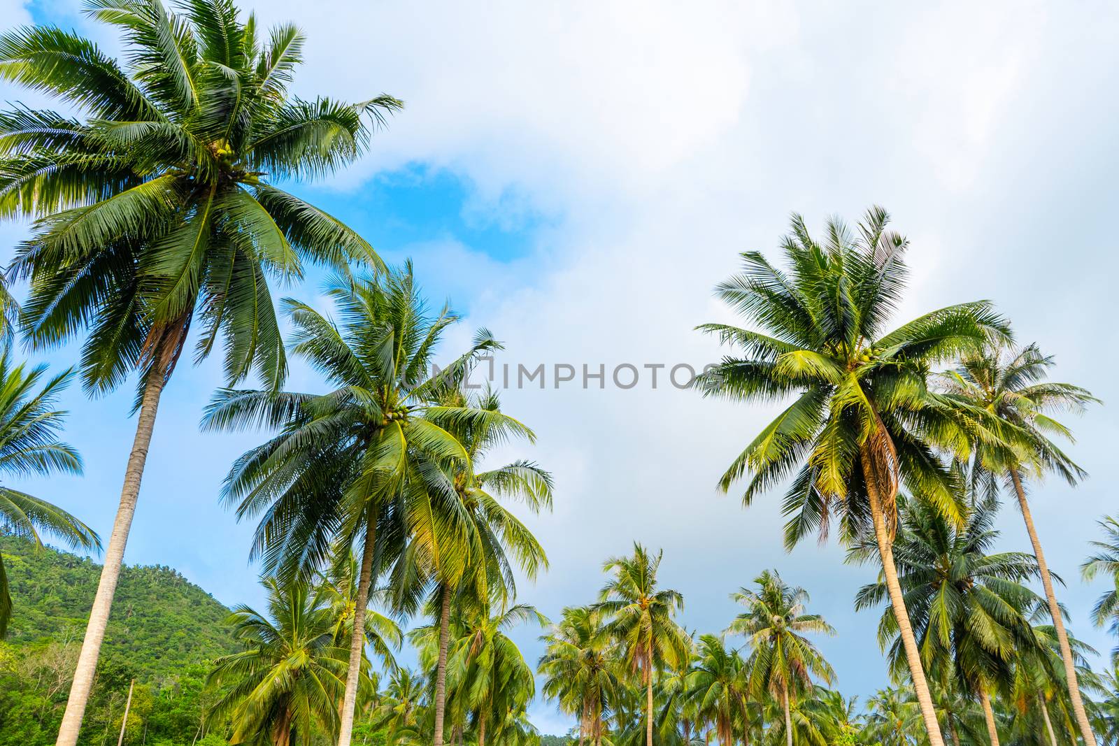 palm grove. Palm trees in the tropical jungle. Symbol of the tropics and warmth.
