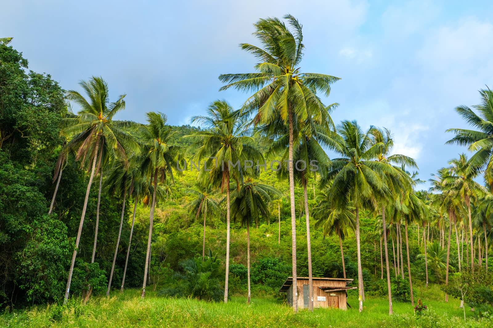 A hut between palm trees in the jungle.