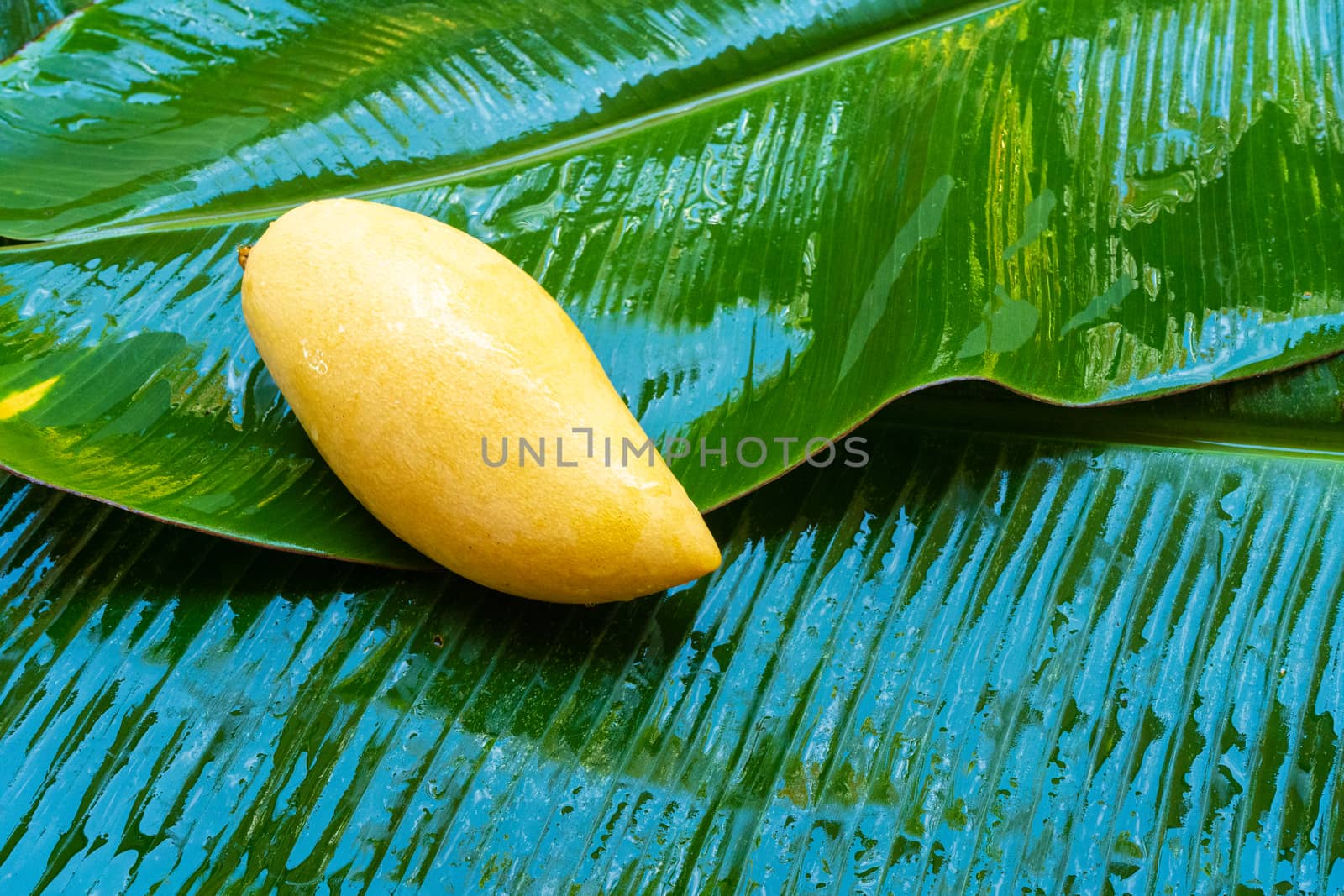 Ripe yellow mango fruit on a wet banana leaf. Natural food.