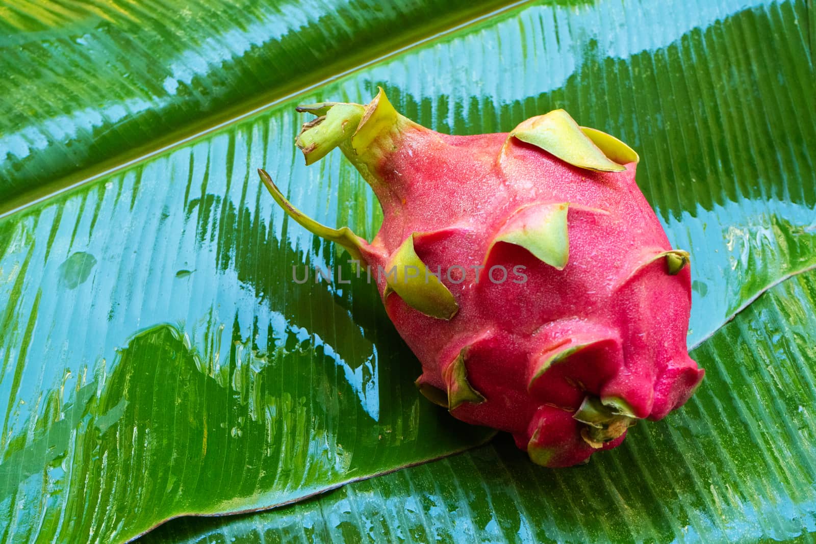 Ripe dragon fruit on a wet green leaf. Vitamins, fruits, healthy foods.