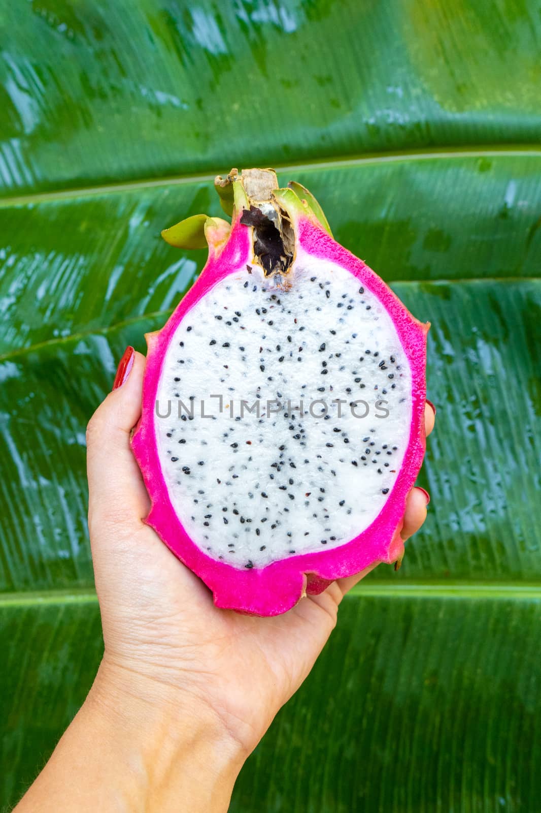 The girl holds in her hand a ripe cut dragon fruit on a background of a tropical garden. First-person view. Vitamins, fruits, healthy foods.