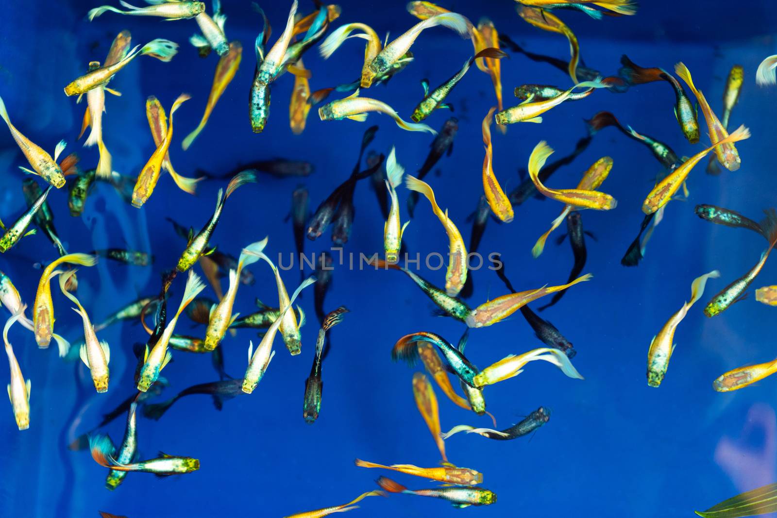 Colored tropical fish in a decorative pond. Orange decorative fish on a blue background. Flock of ornamental fish.