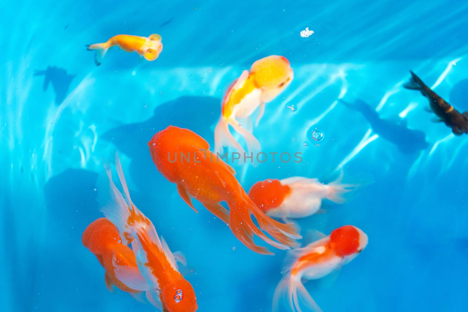 Colored tropical fish in a decorative pond. Orange decorative fish on a blue background. Flock of ornamental fish.
