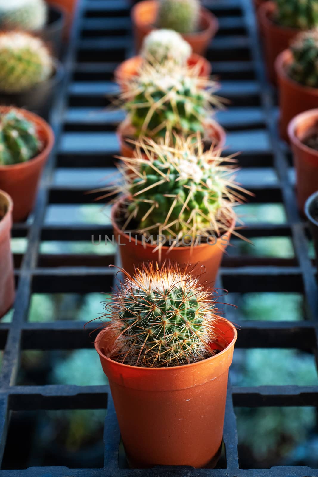 Small decorative pots with flowers cacti. View from above. Decor with fresh flowers. Home Flowers.