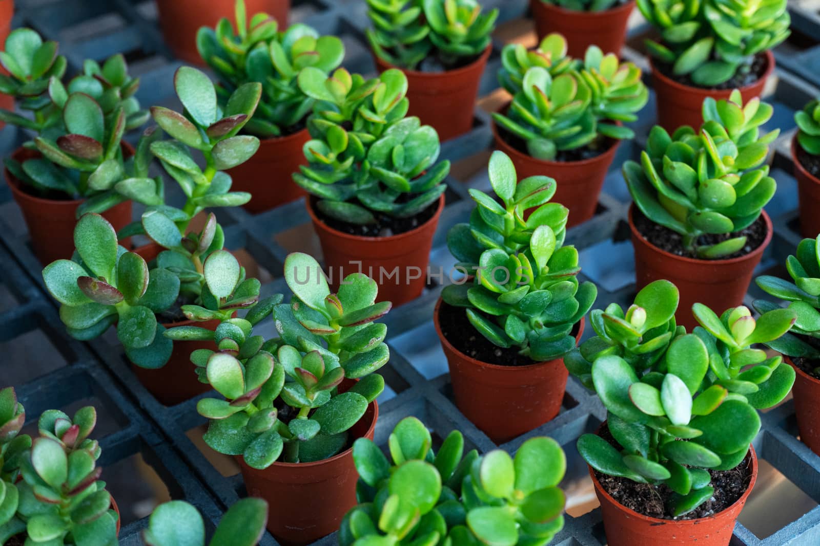 Small decorative flower pots with succulents. View from above. Decor with fresh flowers.
