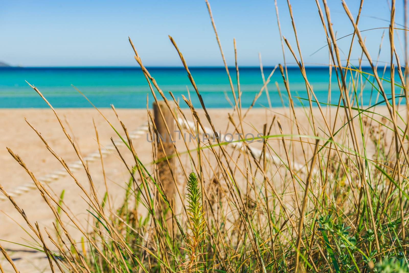 Sand dunes with marram grass, close-up