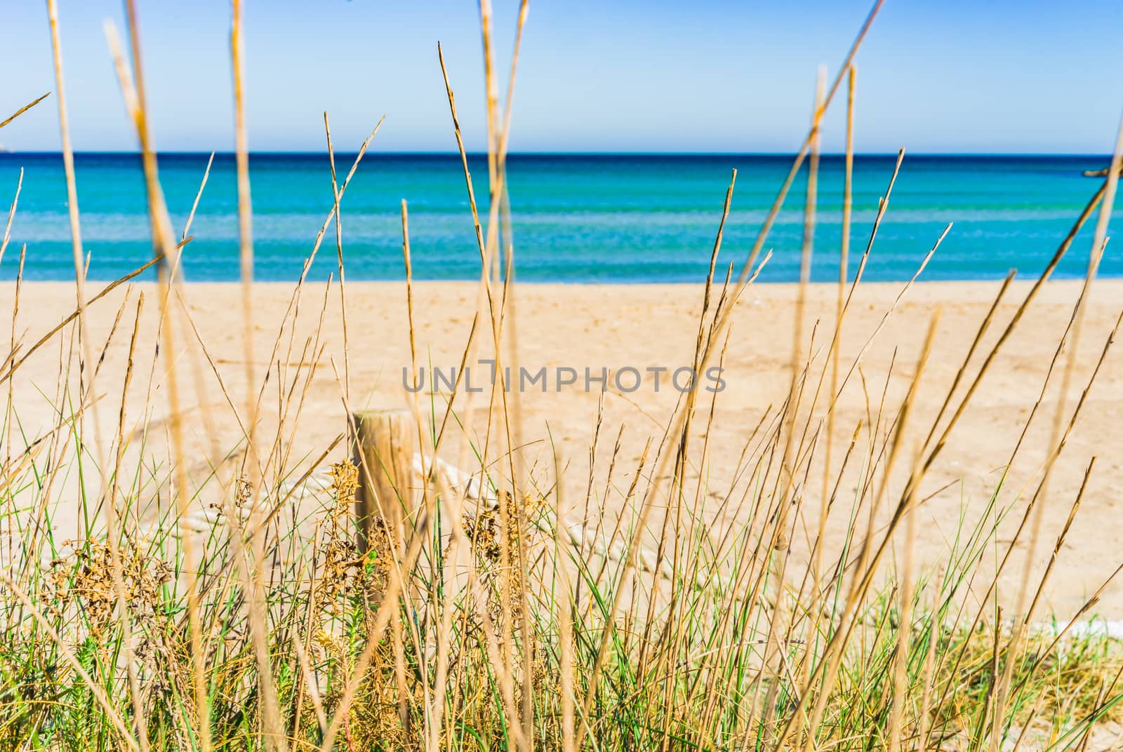 Detail view of dunes with sea grass at the beach