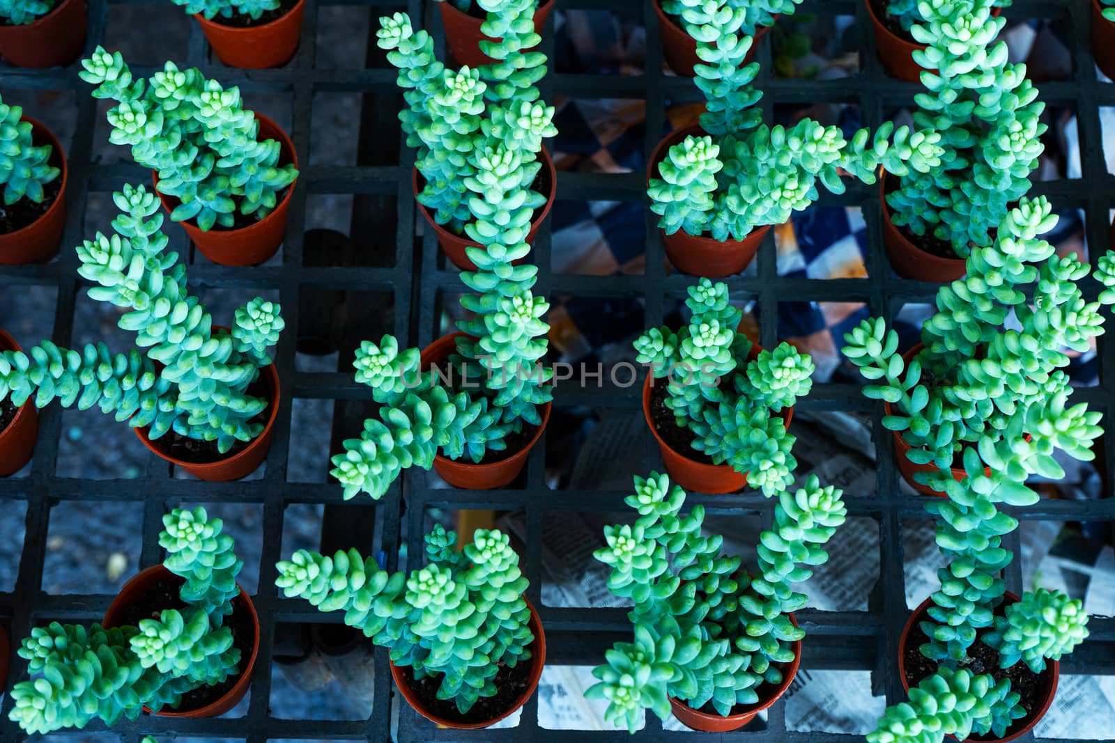 Small decorative flower pots with succulents. View from above. Decor with fresh flowers.