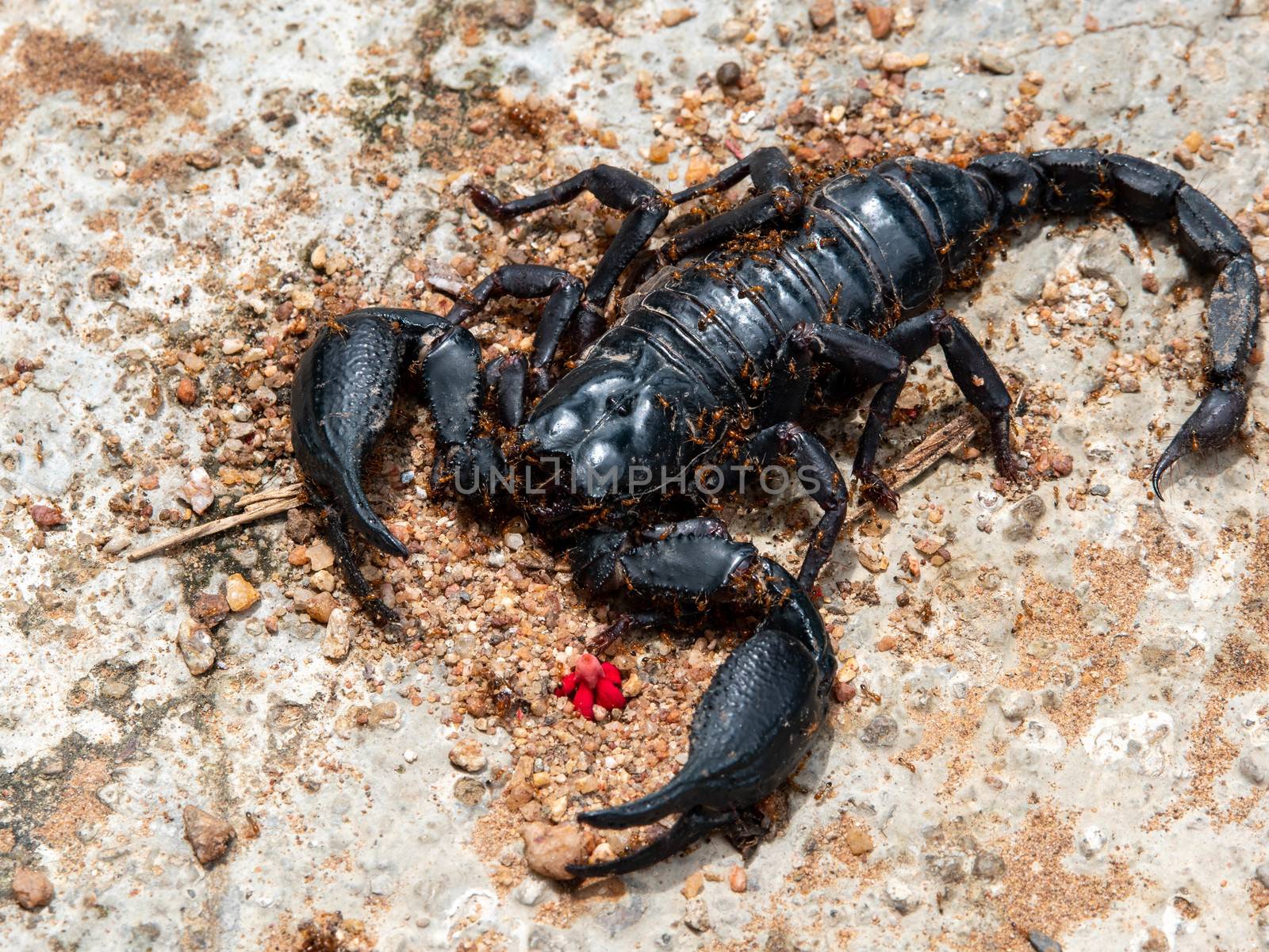 The dead black scorpion was on the ground with the ants walking  by TEERASAK