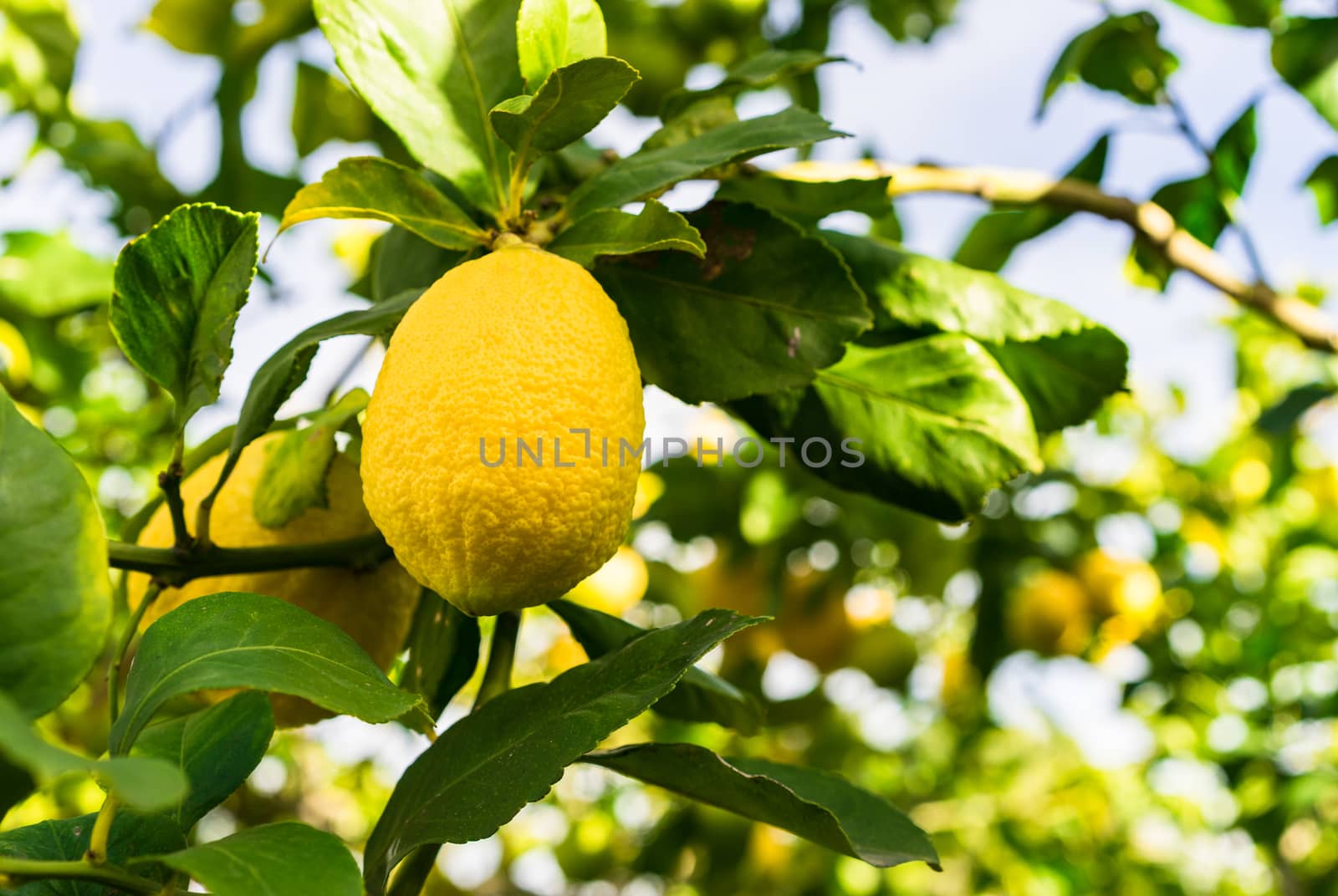 Close-up of ripe yellow lemon fruits hanging on tree