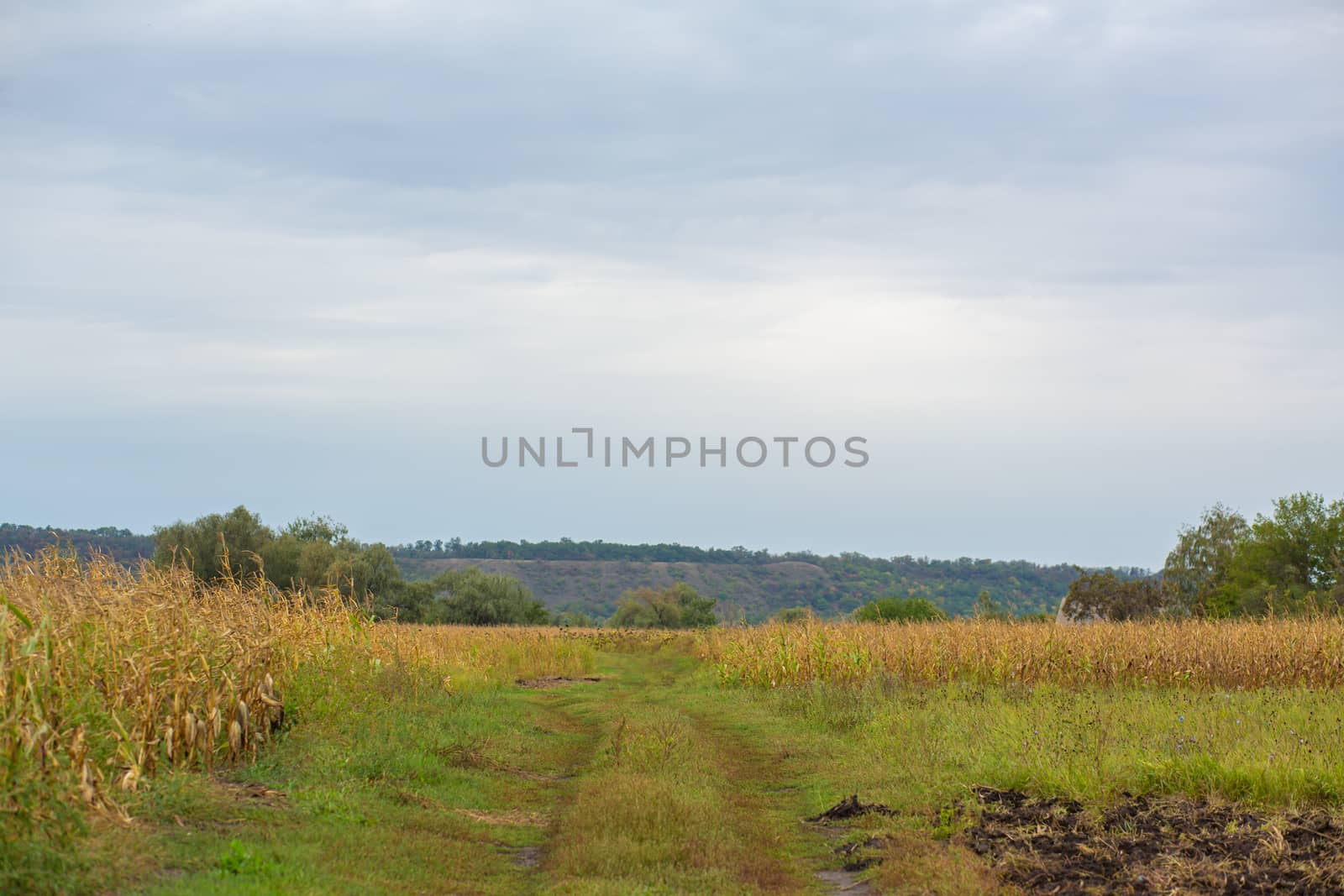 The landscape in the village is the beginning of a field with ripe golden wheat. Agrarian country by Try_my_best