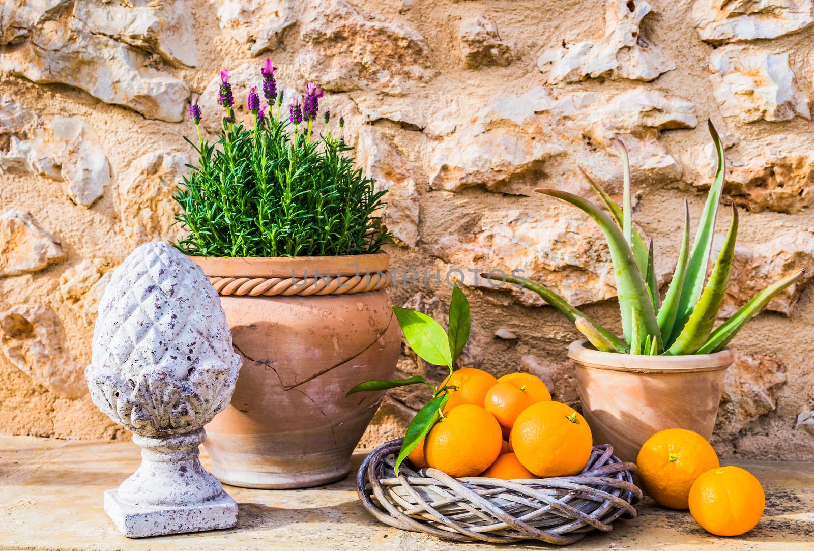 Beautiful provence mediterranean style garden decoration with lavender and tropical fruits by Vulcano