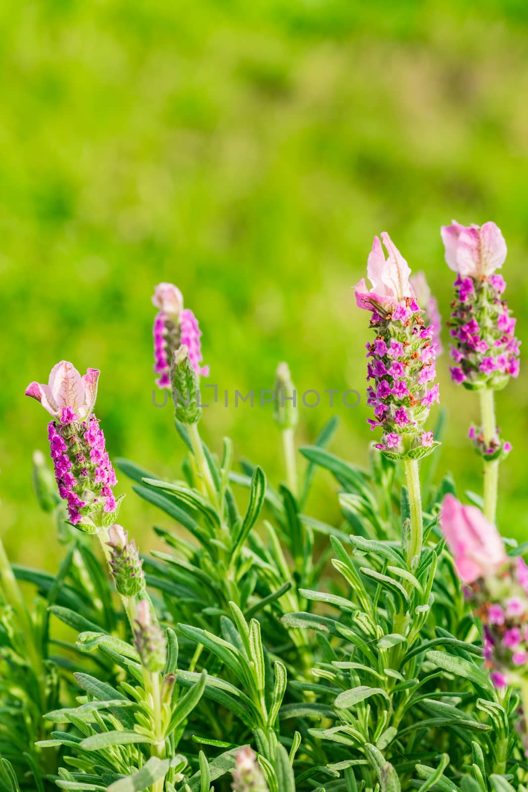 Close-up of blooming lavender bush lavandula stoechas