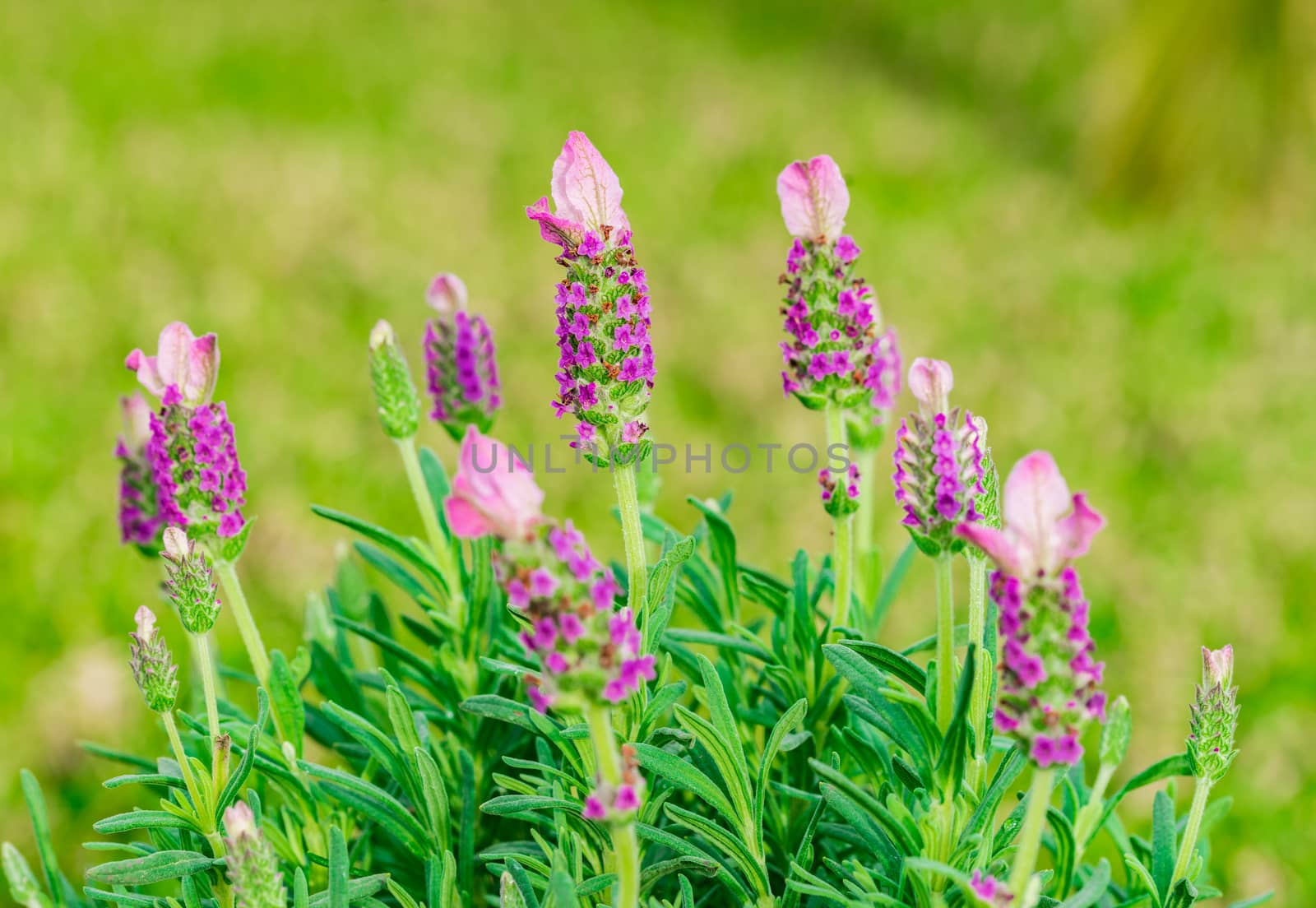 Close-up of lavender bush lavandula stoechas