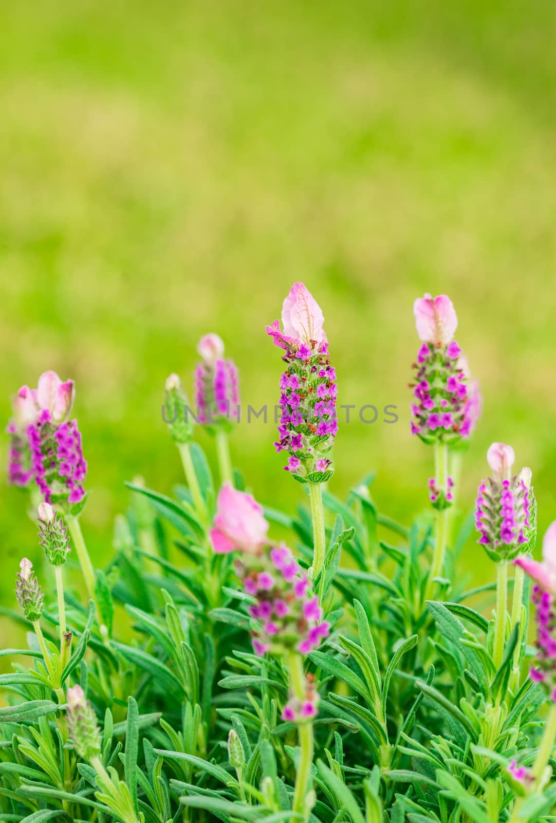 Lavender bush by Vulcano