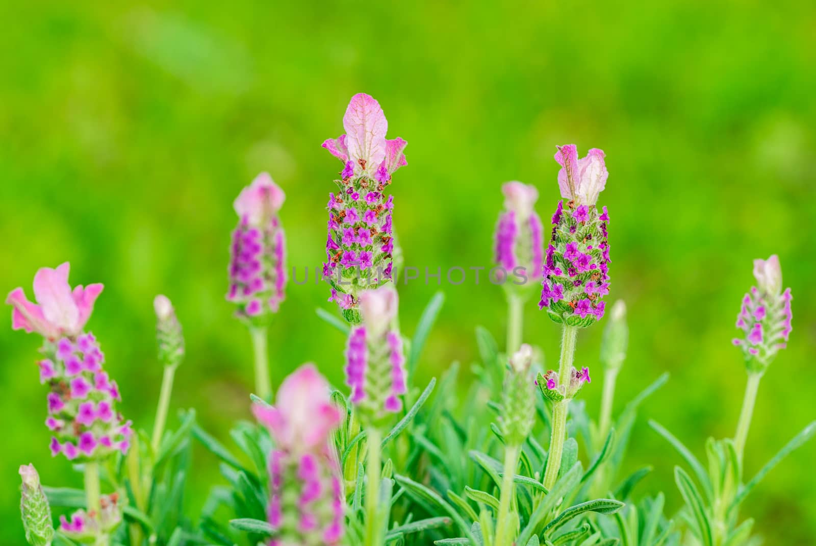 Close-up of blooming lavender bush lavandula stoechas