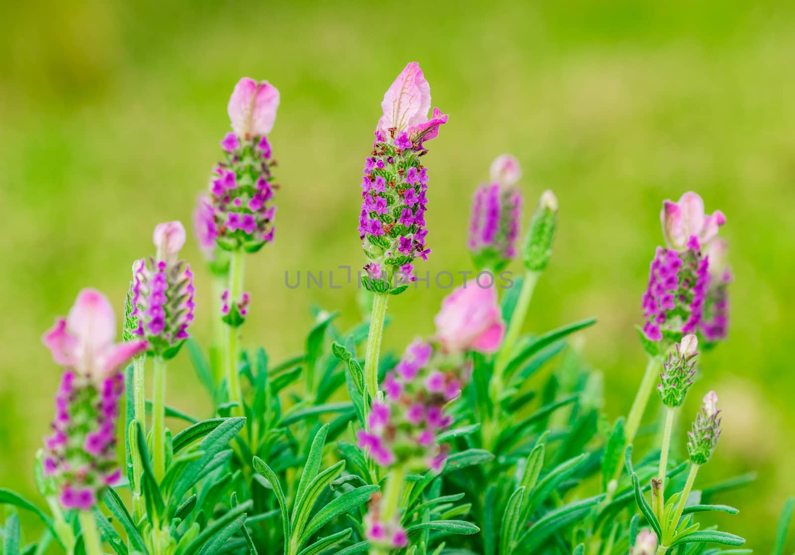 Beautiful lavender plant lavandula stoechas, close-up 