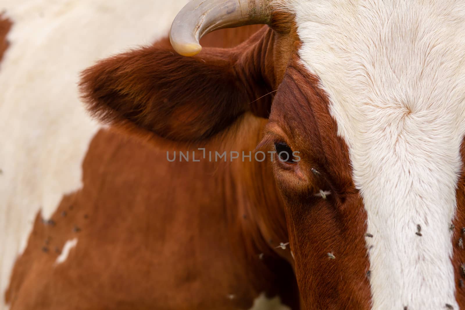 Close-up of a cow attacked by flies. Parasites cause discomfort in livestock