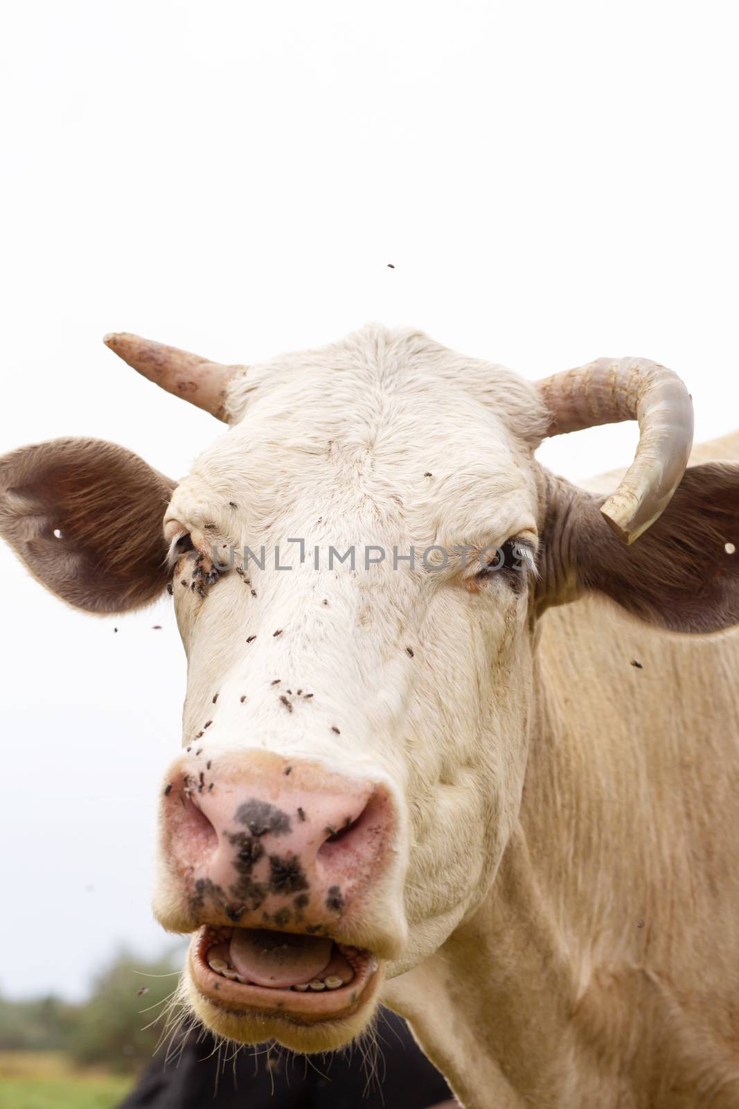 Rural cows graze on a green meadow. Rural life. Animals. agricultural country.