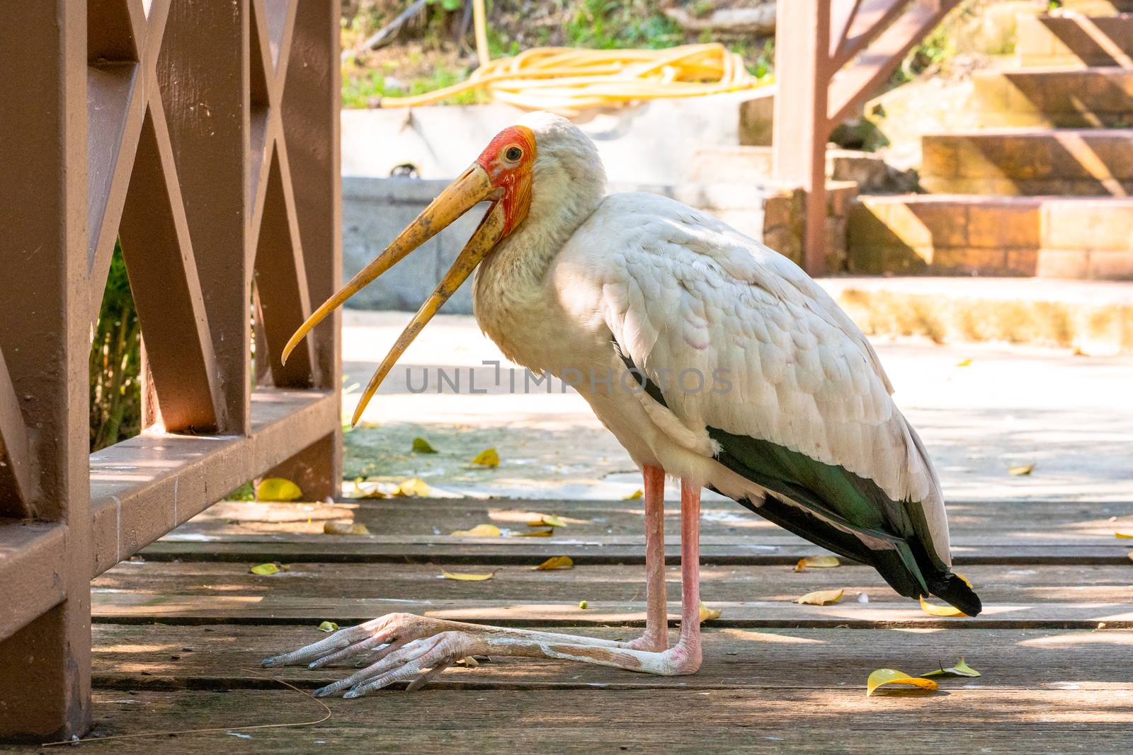 A milk stork sits on the ground with an open beak. Hot day by Try_my_best