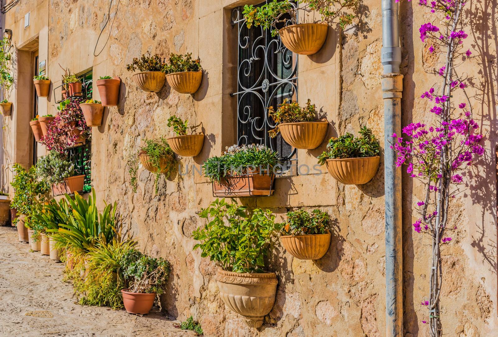 Typical potted plants in Valldemossa historic village, Majorca Spain by Vulcano