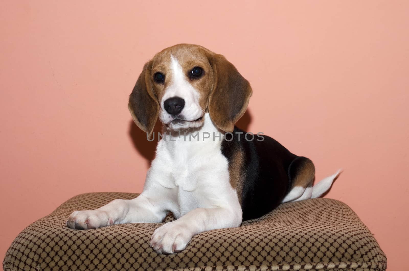 beagle by pozezan