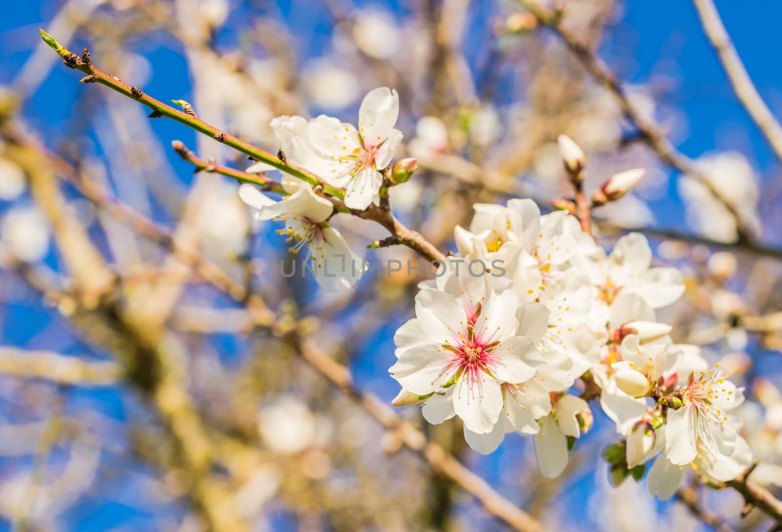 Close-up of of beautiful spring tree blossoms 