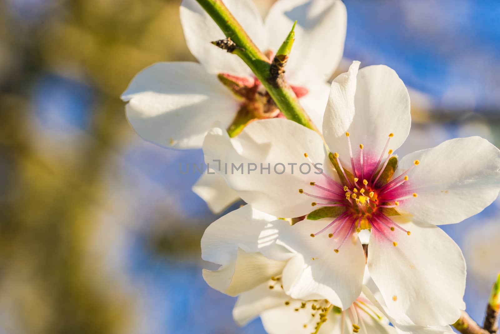 Beautiful spring tree blossoms by Vulcano