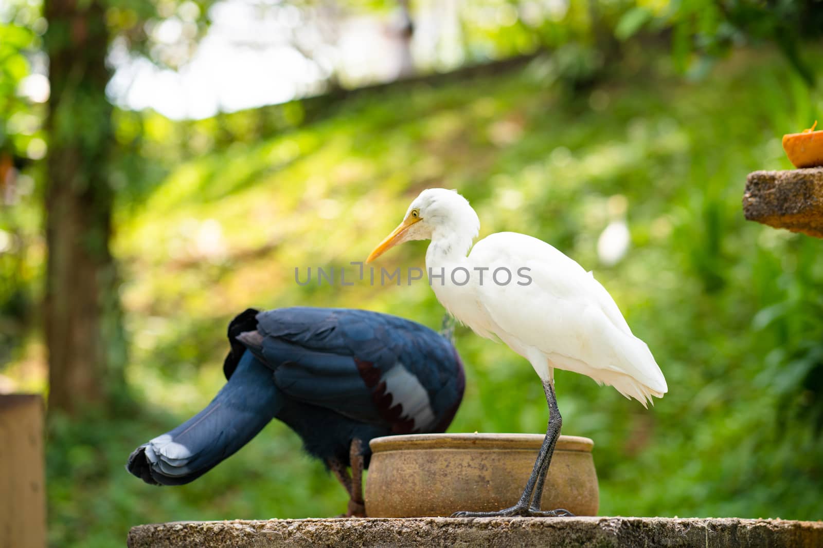 Southern Crowned Pigeon and heron eat core from one feeding trough in a bird park