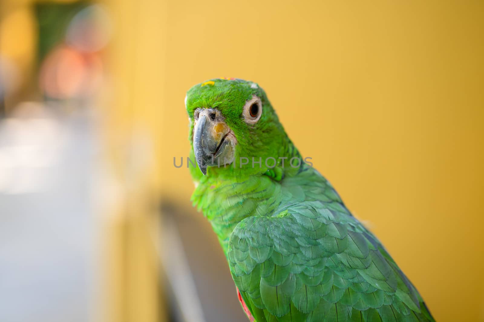 Green parrot close-up portrait. Bird park, wildlife by Try_my_best