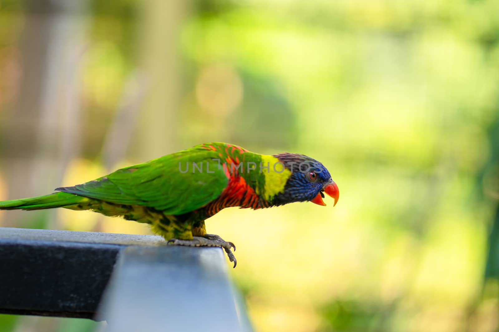 Rainbow Lorikeet parrots in a green park. Bird park, wildlife.