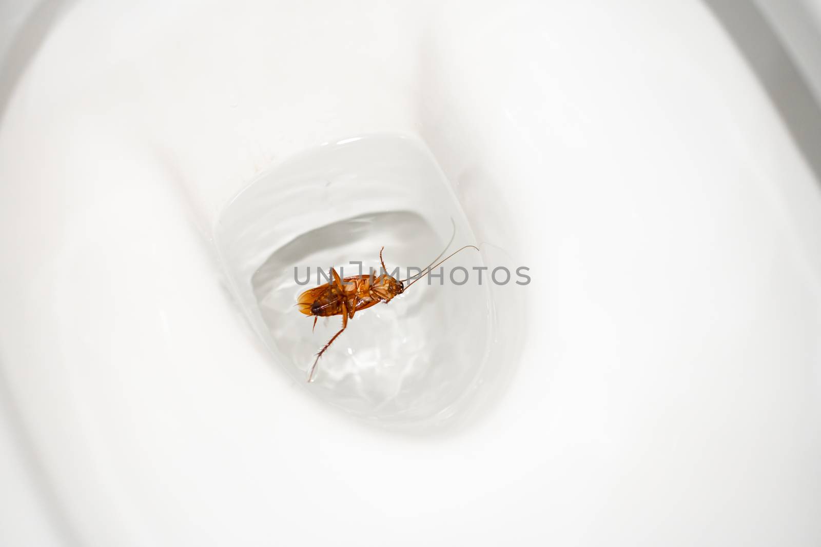 Huge cockroach in the toilet. Insect pests in the house. Get rid of cockroaches