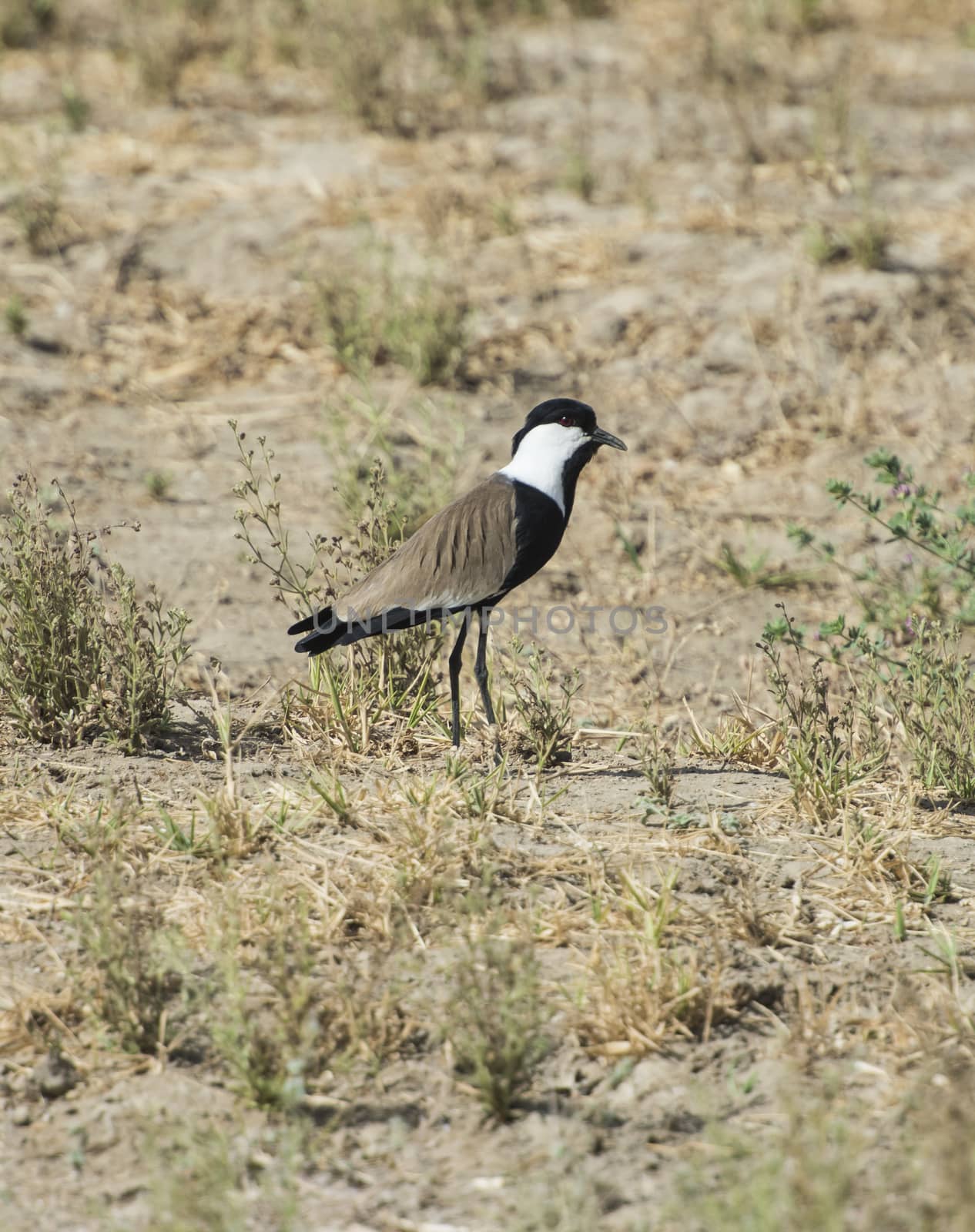 Spur-winged plover lapwing vanellus spinosus stood in grass