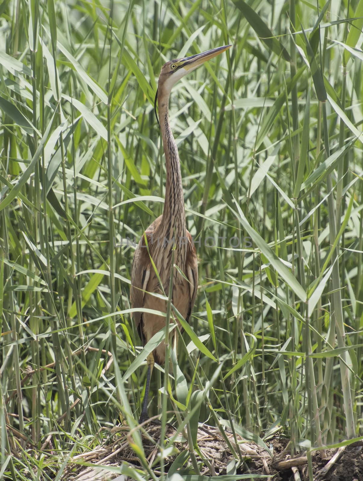 Grey heron ardea cinera stood on reeds and plants in rural riverbank scene