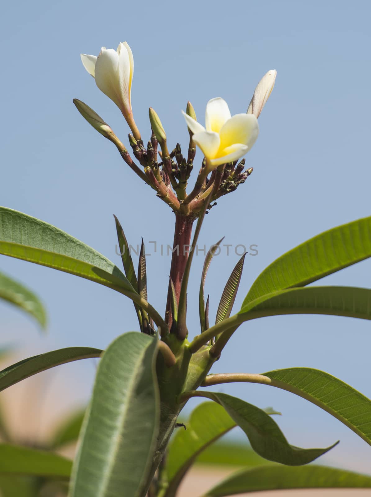 Close-up detail of a frangipani plumeria deciduous ornamental plant shrub in garden with white flowers