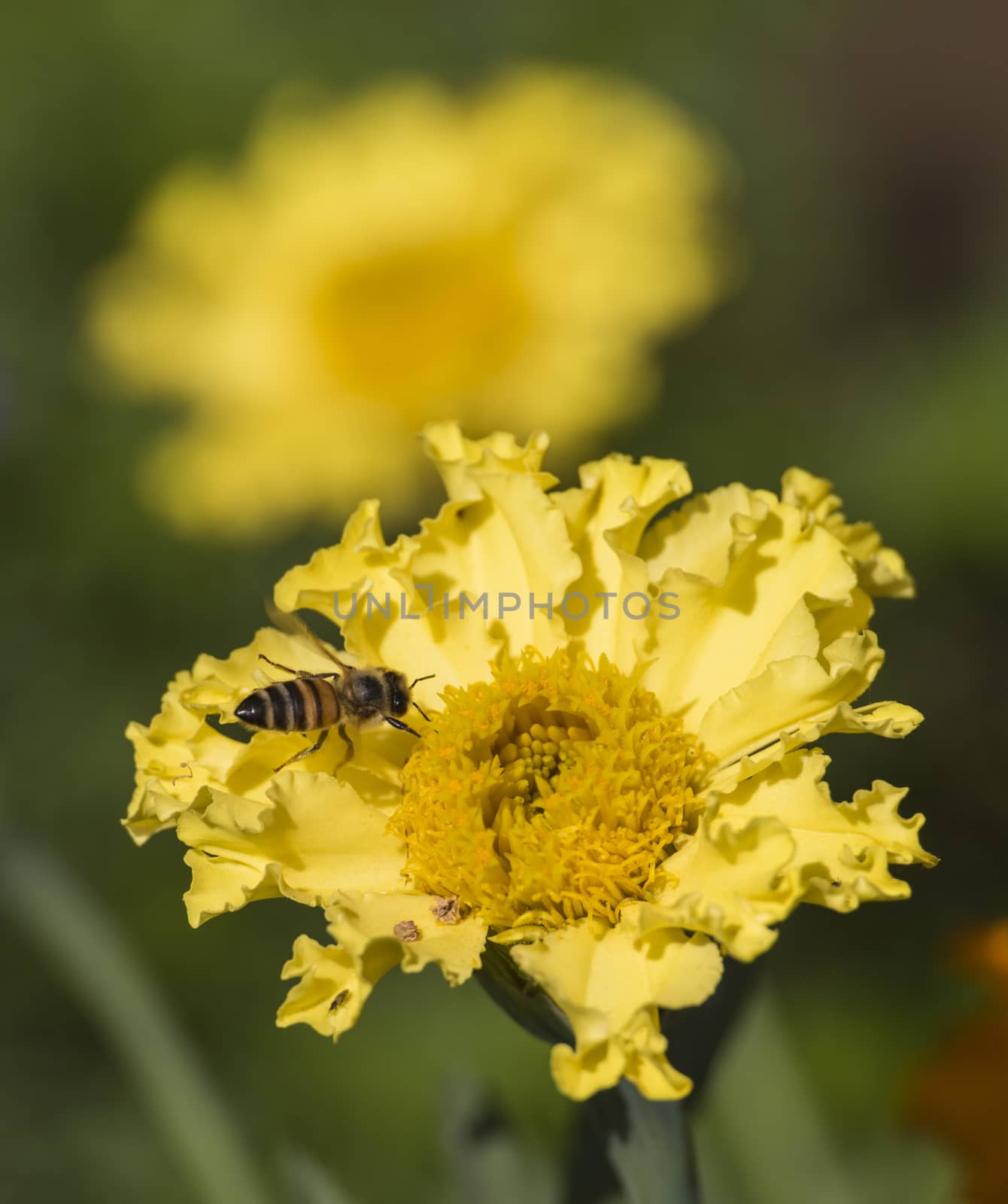 Close-up detail of a honey bee apis collecting pollen on yellow daisy flower in garden