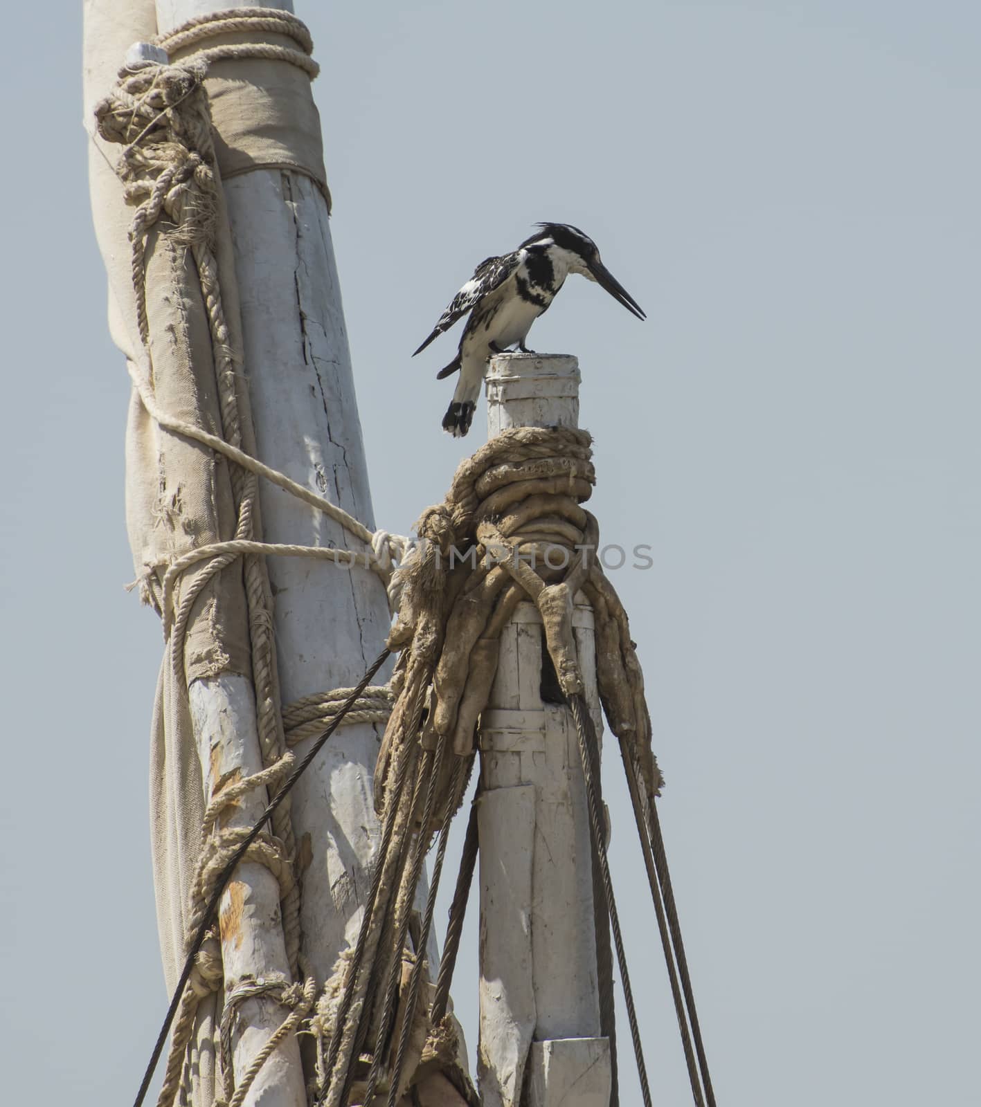 Pied kingfisher Ceryle rudis perched on the top of a wooden boat mast
