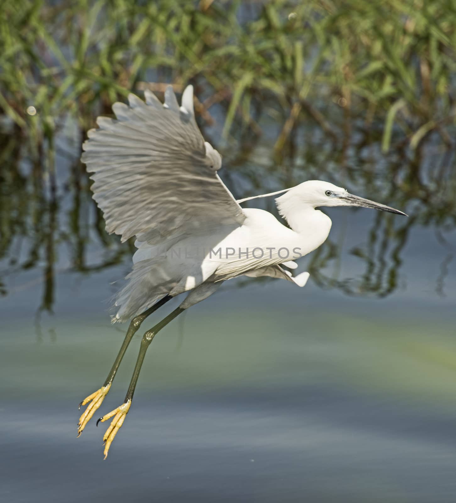 Little egret egretta garzetta wild bird in flight with river reeds rural background landscape