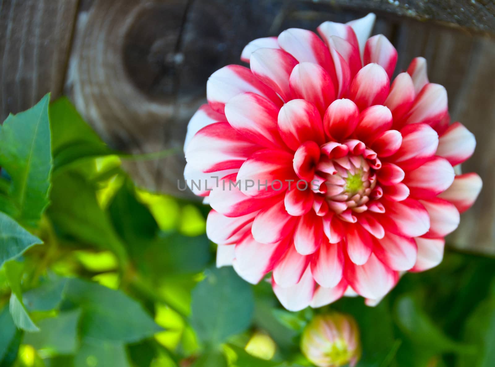 Flower dahlia white red in front of green leaves