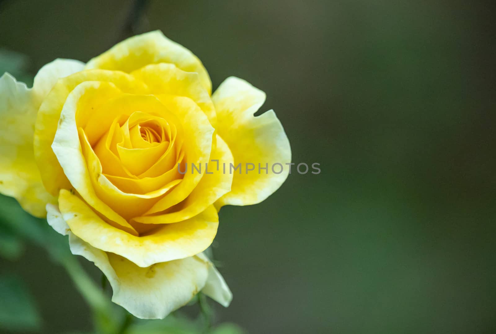 YELLOW ROSE FLOWER WITH COPY SPACE BACKGROUND