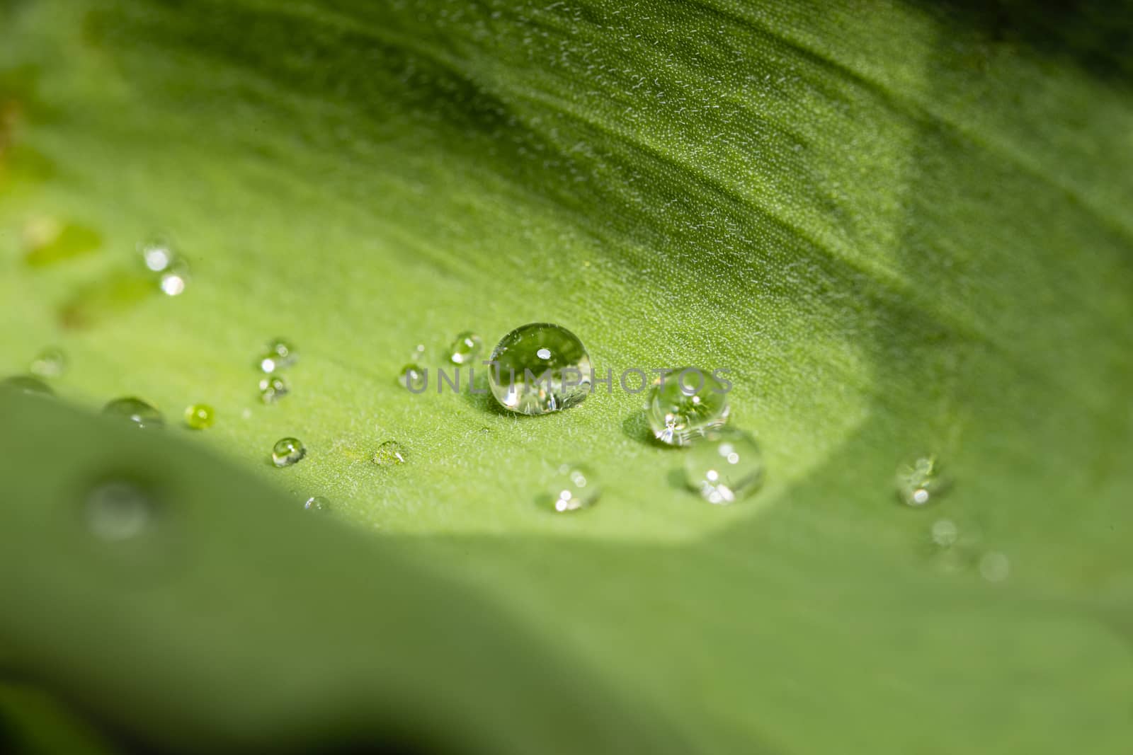 Water on leaf by mypstudio