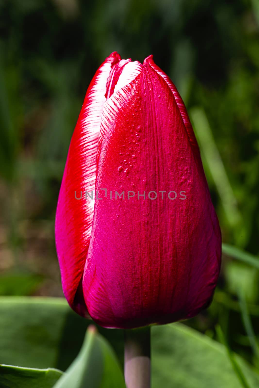 macro shot of a red tulip with a white rim on it’s petal