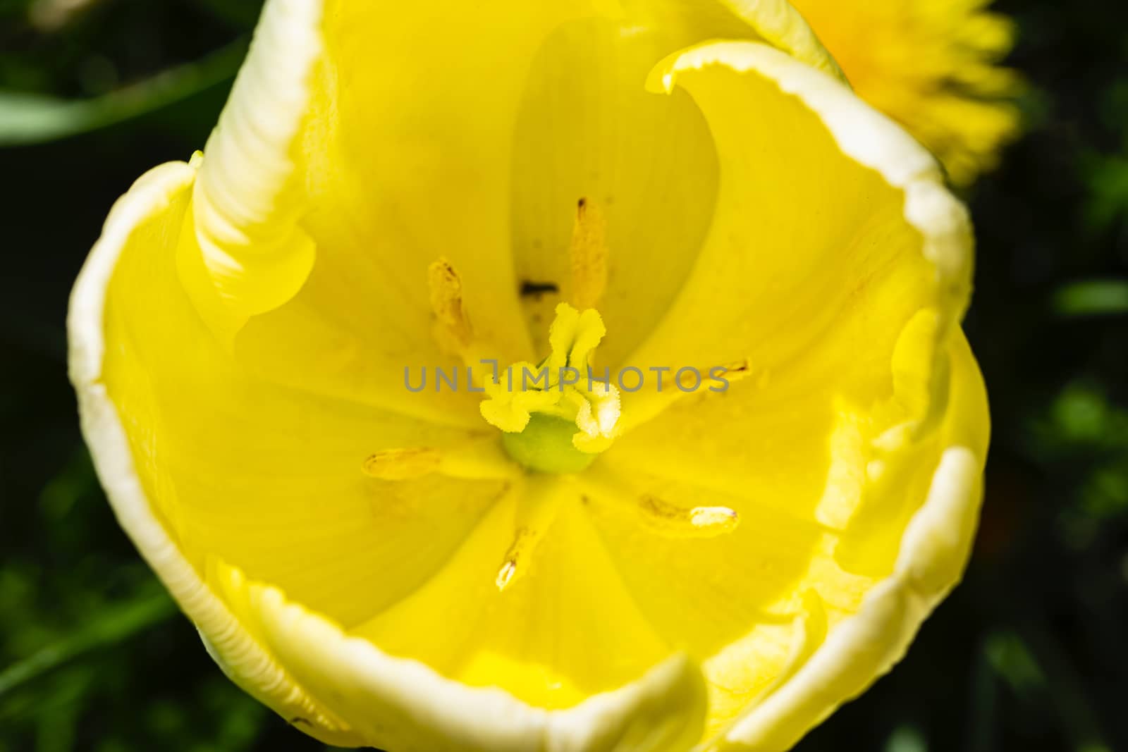 Inside a yellow tulip by mypstudio