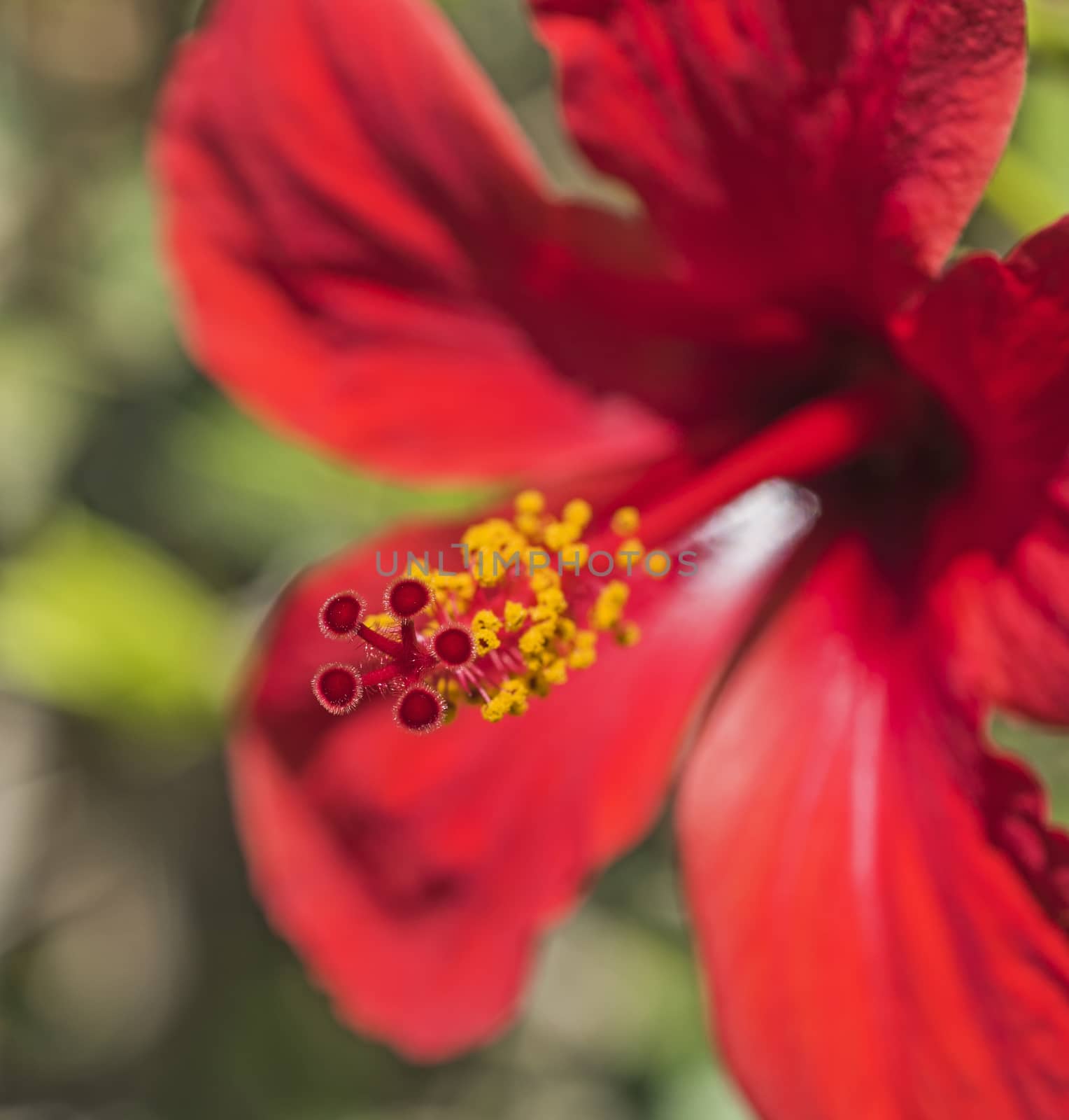 Close-up detail of a red hibiscus rosa sinensis flower petals and stigma in garden