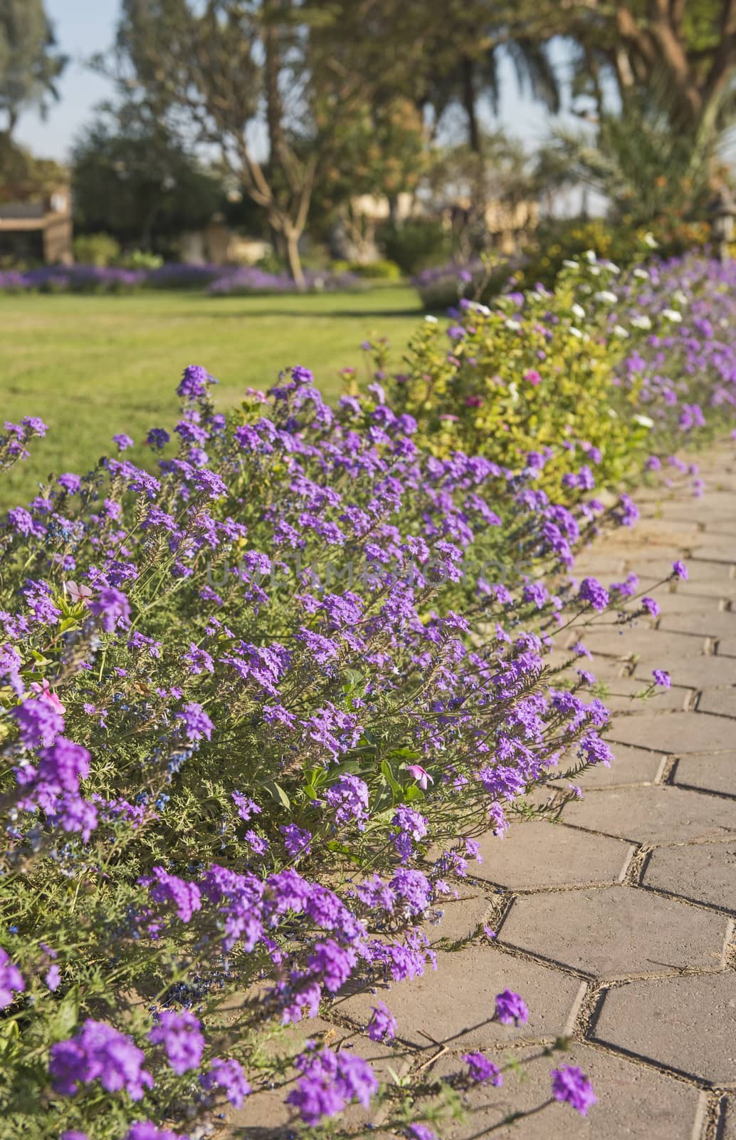 Stone footpath through flowering bushes and trees in tropical ornamental garden grounds