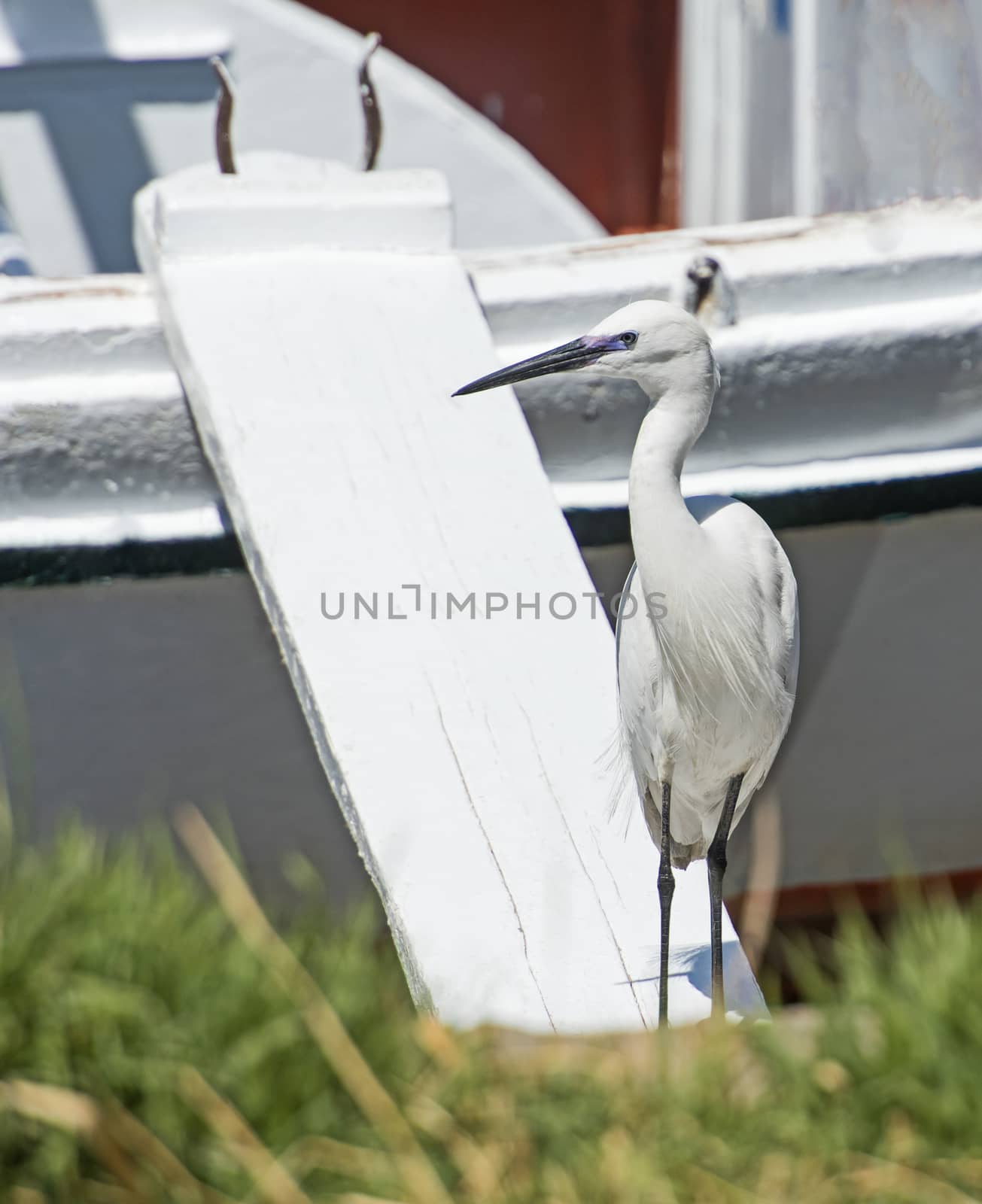 Little egret egretta garzetta wild bird stood on gang plank of wooden river boat with grass in foreground