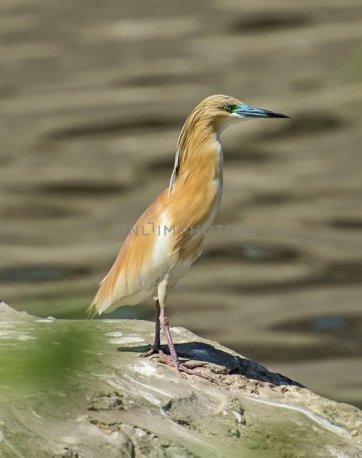 Squacco heron ardeola ralloides perched on stone wall by edge of river water