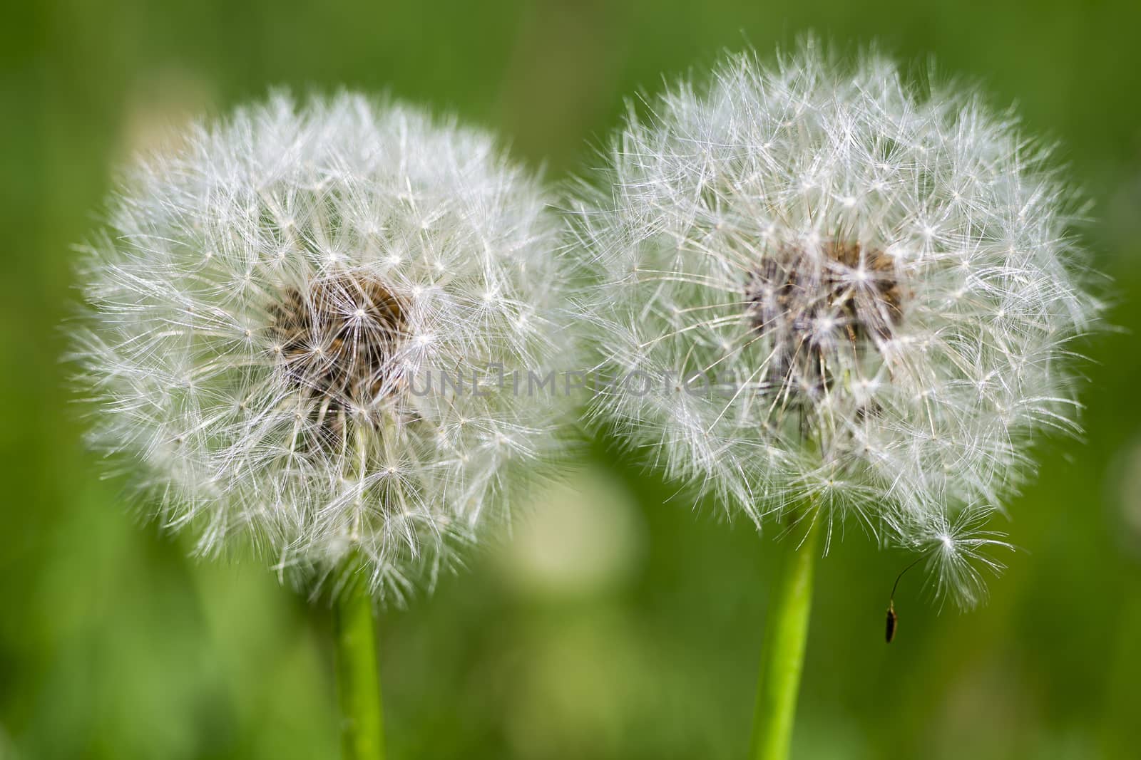 macro shot of two dandelion flower filled with seed