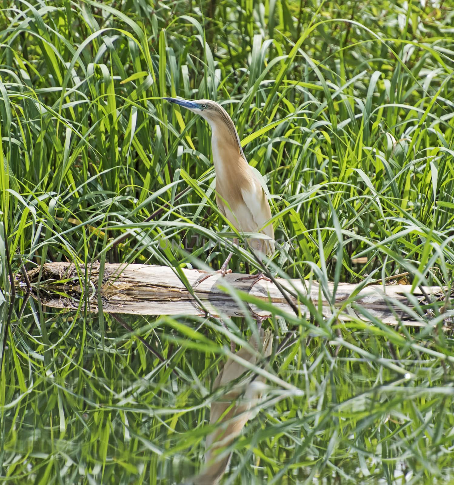 Squacco heron ardeola ralloides perched on a wooden log in grass reeds with reflection over river water